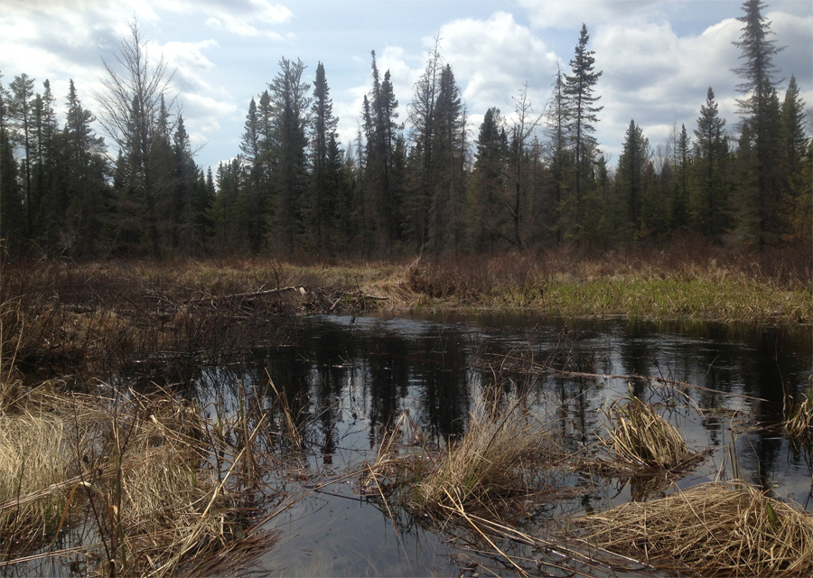 Weasel Creek in the BWCA